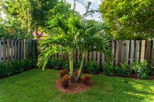 christmas palm